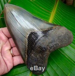 Megalodon Shark Tooth 6 & 1/4 in. BEST of the BEST MUSEUM GRADE REAL