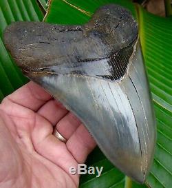 Megalodon Shark Tooth 6 & 1/4 in. BEST of the BEST MUSEUM GRADE REAL