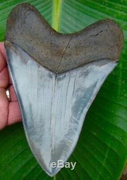 Megalodon Shark Tooth 6 & 1/4 in. BEST of the BEST MUSEUM GRADE REAL