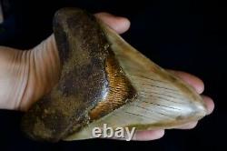 Megalodon Shark Tooth 6 1/4 x 4 5/8 Huge Upper Anterior Indo Unusual Colours