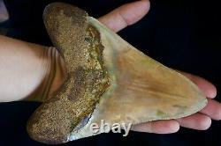 Megalodon Shark Tooth 6 1/4 x 4 5/8 Huge Upper Anterior Indo Unusual Colours