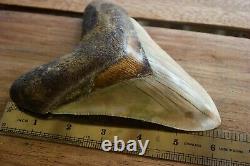 Megalodon Shark Tooth 6 1/4 x 4 5/8 Huge Upper Anterior Indo Unusual Colours