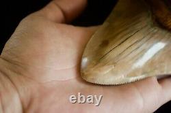 Megalodon Shark Tooth 6 1/4 x 4 5/8 Huge Upper Anterior Indo Unusual Colours