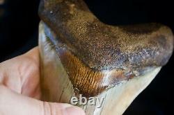 Megalodon Shark Tooth 6 1/4 x 4 5/8 Huge Upper Anterior Indo Unusual Colours