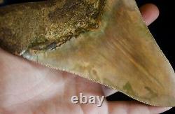 Megalodon Shark Tooth 6 1/4 x 4 5/8 Huge Upper Anterior Indo Unusual Colours