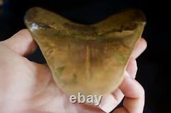 Megalodon Shark Tooth 6 1/4 x 4 5/8 Huge Upper Anterior Indo Unusual Colours