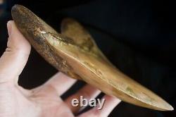 Megalodon Shark Tooth 6 1/4 x 4 5/8 Huge Upper Anterior Indo Unusual Colours