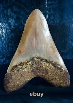 Megalodon Shark Tooth 6 1/4 x 4 5/8 Huge Upper Anterior Indo Unusual Colours