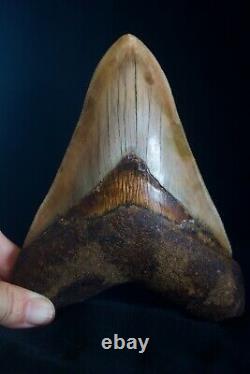 Megalodon Shark Tooth 6 1/4 x 4 5/8 Huge Upper Anterior Indo Unusual Colours