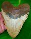Megalodon Shark Tooth 6 & 1/8 Huge Size Real Fossil No Restorations
