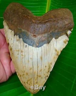 Megalodon Shark Tooth 6 & 1/8 HUGE SIZE REAL FOSSIL NO RESTORATIONS