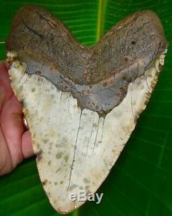 Megalodon Shark Tooth 6 & 1/8 HUGE SIZE REAL FOSSIL NO RESTORATIONS