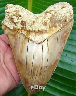 Megalodon Shark Tooth 6 & 1/8 in. INDONESIAN NO RESTORATION