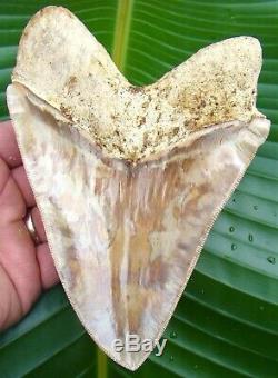 Megalodon Shark Tooth 6 & 1/8 in. INDONESIAN NO RESTORATION