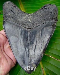 Megalodon Shark Tooth 6 & 1/8 in. MONSTER SIZE REAL FOSSIL NO RESTORATIONS