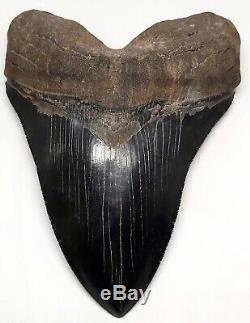 Megalodon Shark Tooth 6 & 1/8 in. MUSEUM GRADE REAL FOSSIL NO RESTORATION
