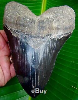 Megalodon Shark Tooth 6 & 1/8 in. PRIMO GRADE REAL FOSSIL NO RESTORATION