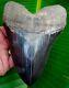 Megalodon Shark Tooth 6 & 1/8 In. Primo Grade Real Fossil No Restoration