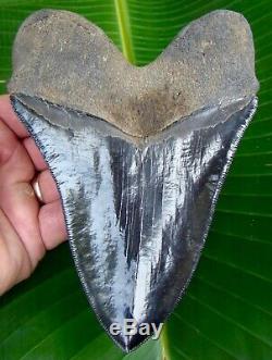 Megalodon Shark Tooth 6 & 1/8 in. PRIMO GRADE REAL FOSSIL NO RESTORATION