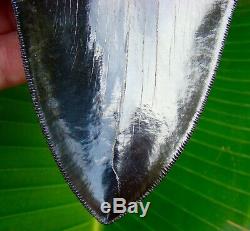 Megalodon Shark Tooth 6 & 1/8 in. PRIMO GRADE REAL FOSSIL NO RESTORATION