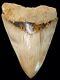Megalodon Shark Tooth 6 & 1/8 In. Serrated Indonesian No Restoration