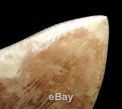 Megalodon Shark Tooth 6 & 1/8 in. SERRATED INDONESIAN NO RESTORATION