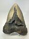 Megalodon Shark Tooth 6.21 Authentic Natural Fossil Massive 18769