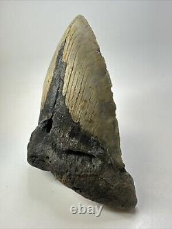 Megalodon Shark Tooth 6.21 Authentic Natural Fossil Massive 18769