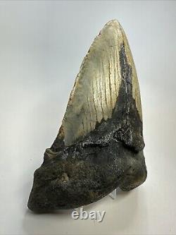 Megalodon Shark Tooth 6.21 Authentic Natural Fossil Massive 18769