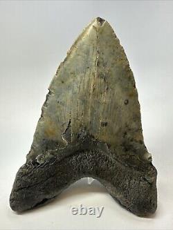 Megalodon Shark Tooth 6.21 Authentic Natural Fossil Massive 18769