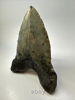 Megalodon Shark Tooth 6.21 Authentic Natural Fossil Massive 18769