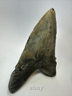 Megalodon Shark Tooth 6.21 Authentic Natural Fossil Massive 18769