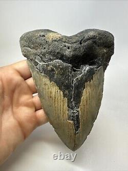 Megalodon Shark Tooth 6.21 Authentic Natural Fossil Massive 18769