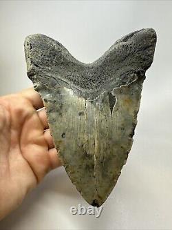 Megalodon Shark Tooth 6.21 Authentic Natural Fossil Massive 18769