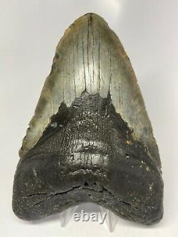 Megalodon Shark Tooth 6.21 Huge Natural Fossil Heavy 5557