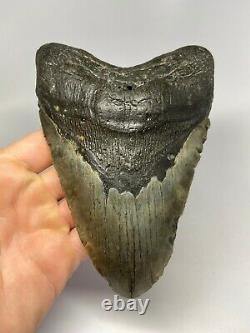 Megalodon Shark Tooth 6.21 Huge Natural Fossil Heavy 5557