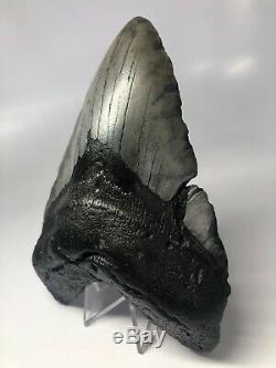 Megalodon Shark Tooth 6.21 Monster Fossil No Restoration 3997