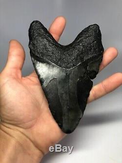 Megalodon Shark Tooth 6.21 Monster Fossil No Restoration 3997