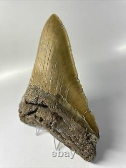 Megalodon Shark Tooth 6.21 Orange Huge Fossil No Restoration 7778