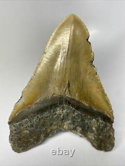 Megalodon Shark Tooth 6.21 Orange Huge Fossil No Restoration 7778