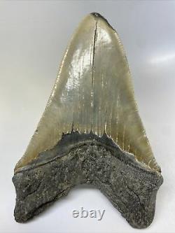 Megalodon Shark Tooth 6.22 Huge Serrated Fossil Authentic 11627