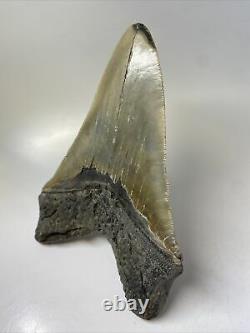 Megalodon Shark Tooth 6.22 Huge Serrated Fossil Authentic 11627