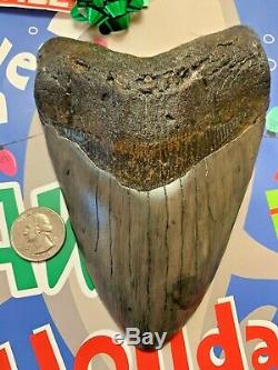 Megalodon Shark Tooth 6.239 inch HUGE TOOTH! CHRISTMAS GIFT SALE