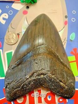 Megalodon Shark Tooth 6.239 inch HUGE TOOTH! CHRISTMAS GIFT SALE