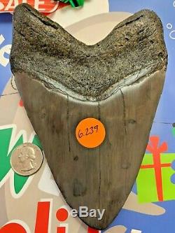 Megalodon Shark Tooth 6.239 inch HUGE TOOTH! CHRISTMAS GIFT SALE