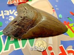 Megalodon Shark Tooth 6.239 inch HUGE TOOTH! CHRISTMAS GIFT SALE