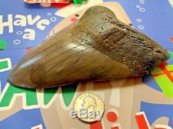 Megalodon Shark Tooth 6.239 inch HUGE TOOTH! CHRISTMAS GIFT SALE