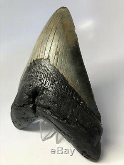 Megalodon Shark Tooth 6.24 Huge Real Fossil No Restoration 4541