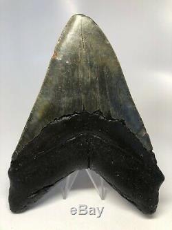 Megalodon Shark Tooth 6.24 Huge Real Fossil No Restoration 4541