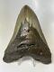 Megalodon Shark Tooth 6.24 Massive Natural Fossil Authentic 9436